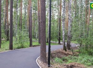 Лес вдоль лыжероллерной трассы расчистят