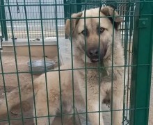Большому пёсику Изе нужны ответственные хозяева