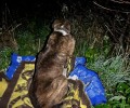В Заречном ищут хозяев отловленного алабая из района заправок и кафе «5 колесо»