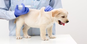 15 августа в Мезенском пройдет бесплатная вакцинация животных от бешенства