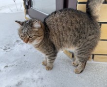 Потерялась кошка Лира в районе Инструментального