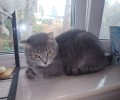 Ласковая мышка ищет новый дом: возраст около года