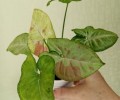 Продам комнатные растения
