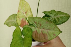 Продам комнатные растения