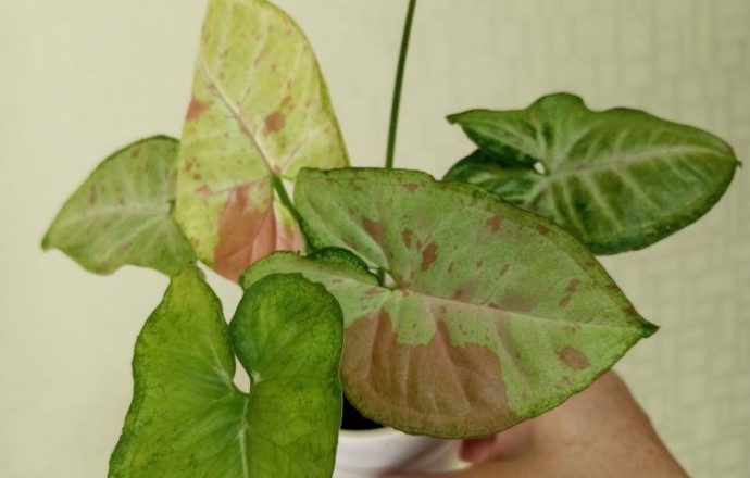 Продам комнатные растения