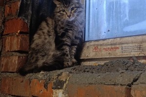 Дикая красавица ищет дом