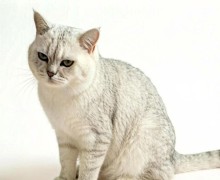 Кот срочно ищет дом