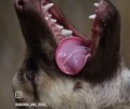 Потрясающий малыш ищет дом