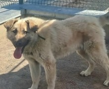 Большому пёсику Изе нужны ответственные хозяева