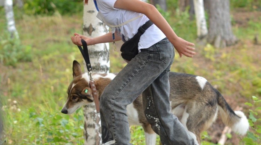 В субботу, 16 августа, под Асбестом прошла Гонка героев, в которой участвовали команды человек и собака