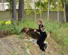 В субботу, 16 августа, под Асбестом прошла Гонка героев, в которой участвовали команды человек и собака