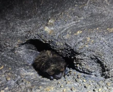 Летучих мышей, занесённых в Красную книгу Свердловской области, возьмут под усиленную защиту