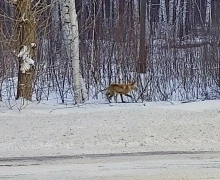 Сегодня утром по дороге на Белоярскую АЭС была замечена лиса