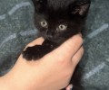 Котенок ищет дом