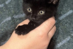Котенок ищет дом