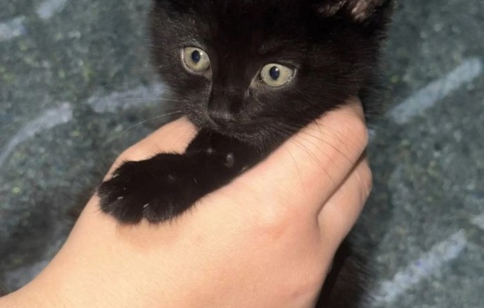 Котенок ищет дом