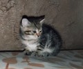 Срочно ищет дом маленькая лапушка Мила
