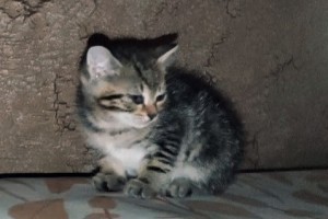 Срочно ищет дом маленькая лапушка Мила