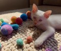 Котёнок-мальчик ищет добрые руки