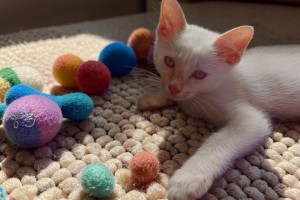 Котёнок-мальчик ищет добрые руки