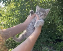 Помогите пристроить кошку с котятами