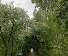 Зареченцы выбрали для благоустройства аллею от Дома торговли до УрТК