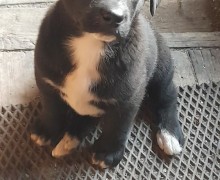 Щенок девочка в добрые руки