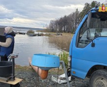 Более 24 тысяч мальков сазана выпущены в уральские водоёмы