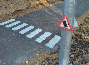 В Сарове создали пешеходный переход для ежей