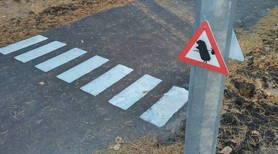 В Сарове создали пешеходный переход для ежей