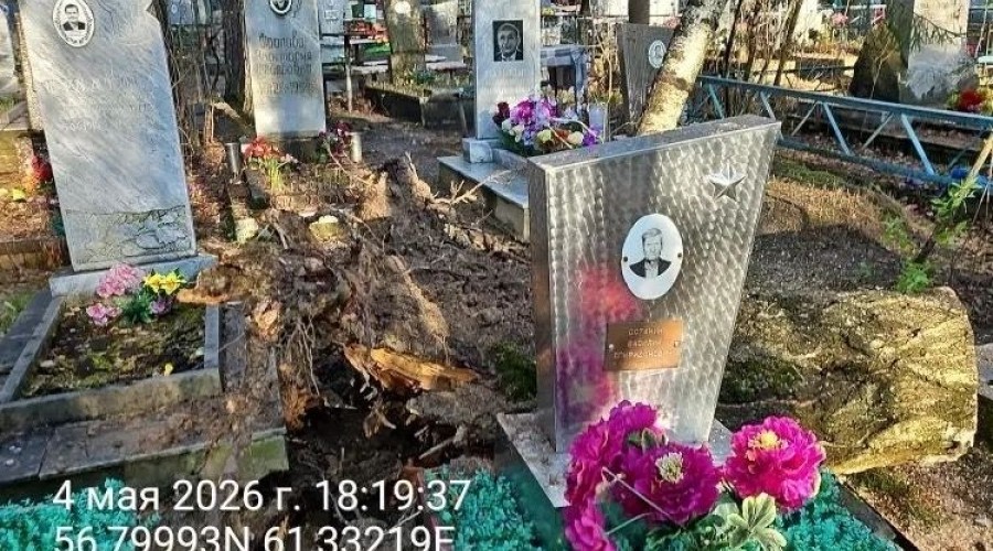 На старом кладбище Заречного упала крупная берёза