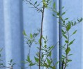 Продам спирею, форзицию, гортензию
