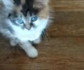 Отдам в добрые руки котят