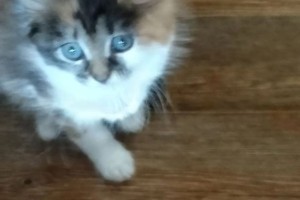 Отдам в добрые руки котят
