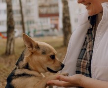 В Заречном волонтёры ищут хозяев для собак, находящихся на передержке