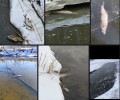 О МЁРТВОЙ РЫБЕ И РАКАХ В БЕЛОЯРСКОМ ВОДОХРАНИЛИЩЕ СООБЩАЮТ РЫБАКИ и интересуются, нет ли влияния Белоярской АЭС