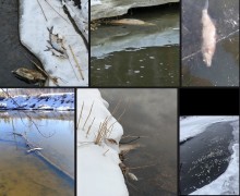 О МЁРТВОЙ РЫБЕ И РАКАХ В БЕЛОЯРСКОМ ВОДОХРАНИЛИЩЕ СООБЩАЮТ РЫБАКИ и интересуются, нет ли влияния Белоярской АЭС