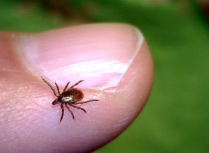 В Свердловской области зарегистрирован первый укус клеща