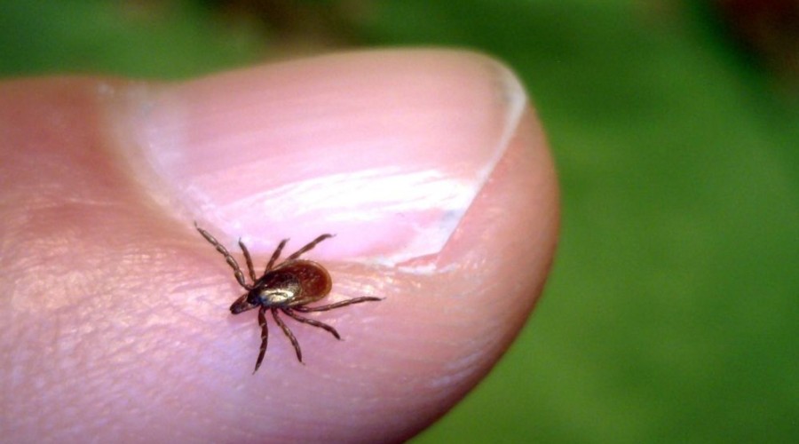 В Свердловской области зарегистрирован первый укус клеща