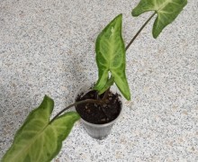 Продам сингониумы, диффенбахию, фикус, кротон