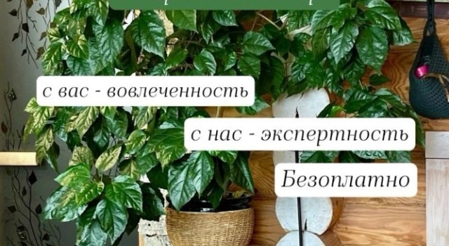 «Атомные цветоводы» приглашают зареченцев на трёхмесячный челлендж по озеленению