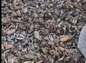 В том, что в мае в водохранилище погибли рыбы и раки, никто не виноват