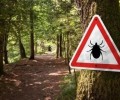 Число пострадавших от укусов клещей в Заречном снизилось до 23 за неделю