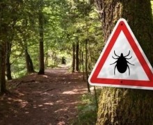 Число пострадавших от укусов клещей в Заречном снизилось до 23 за неделю