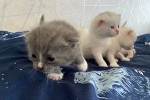 Пушистики ищут новый дом