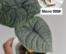 Клубни Алоказий