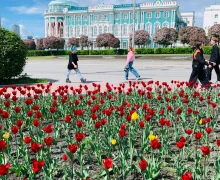 Уральскую столицу украсили распустившиеся тюльпаны