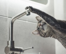 АВАРИЙНОЕ ОТКЛЮЧЕНИЕ холодной воды 04.04.2024