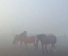 В понедельник Заречный и близлежащие деревни сёла накрыл туман