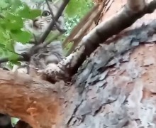 Зооспасатель из Екатеринбурга восхищен отзывчивостью жителей Заречного